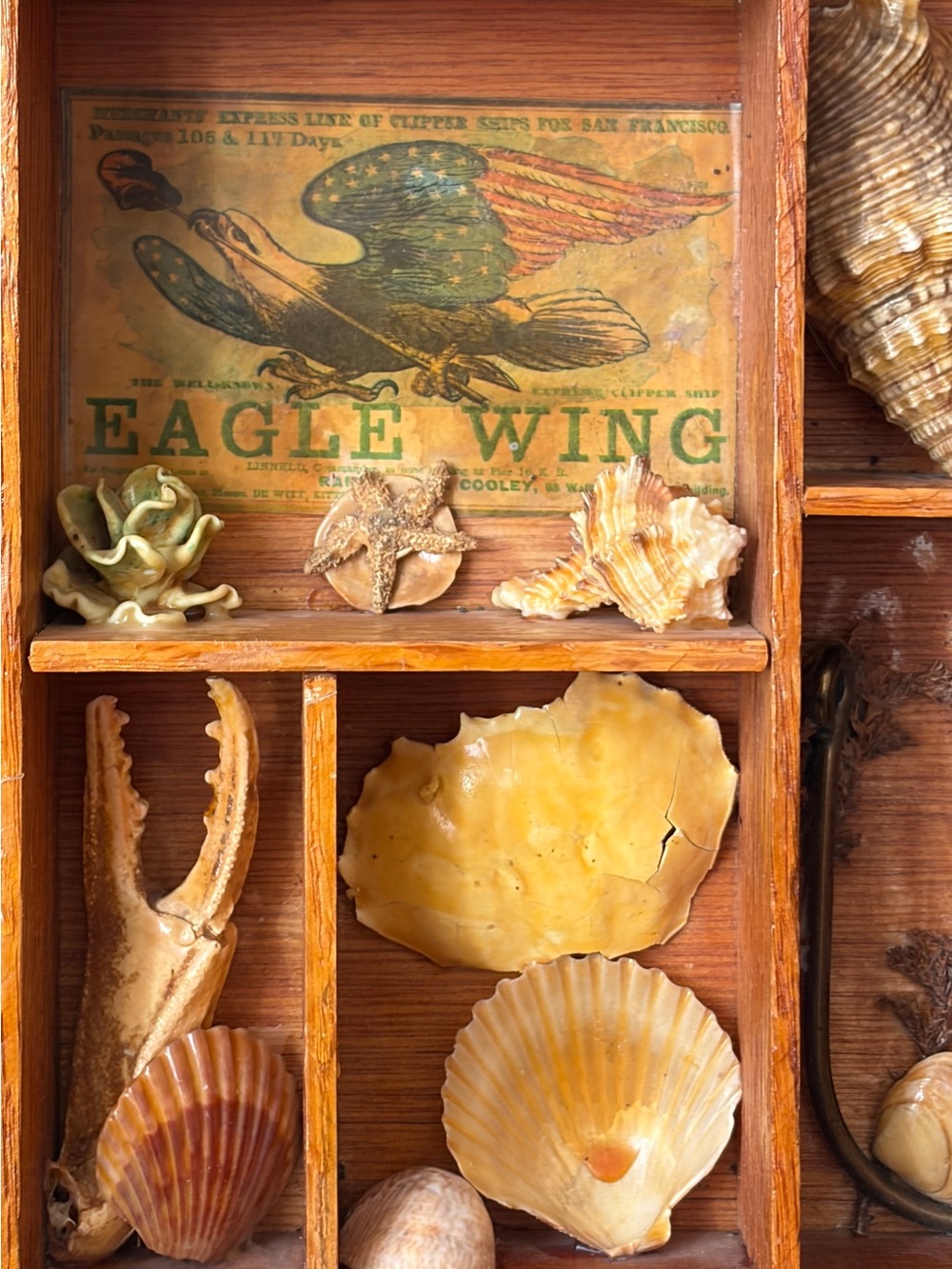 Vintage Wood Curio 3D Seashell Art Nautical Wall Decor Antique Beach House - Picture 6 of 12